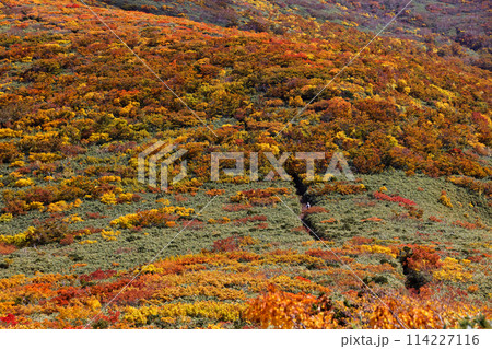 栗駒山・天馬尾根の紅葉 114227116