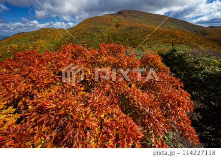 栗駒山・天馬尾根の紅葉 栗駒山・天馬尾根の紅葉 114227118