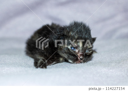 A small Felidae cat with whiskers is resting on a white blanket A small Felidae cat with whiskers is resting on a white blanket 114227154