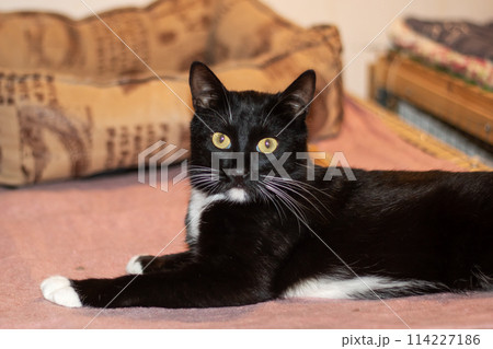 A black Bombay cat with white paws lounges on a bed, enveloped in comfort A black Bombay cat with white paws lounges on a bed, enveloped in comfort 114227186
