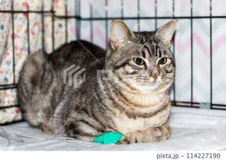 Sad gray cat with catheter on paw Sad gray cat with catheter on paw 114227190