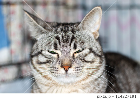 Sad gray cat with catheter on paw Sad gray cat with catheter on paw 114227191