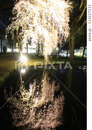 湯沢中央公園・夜桜 湯沢中央公園・夜桜 114227211