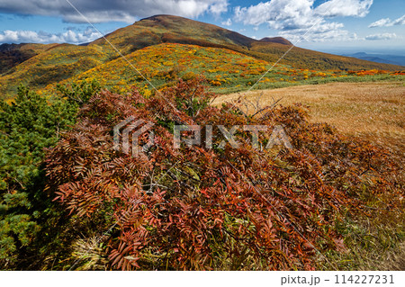 天馬尾根から見る紅葉の栗駒山 114227231