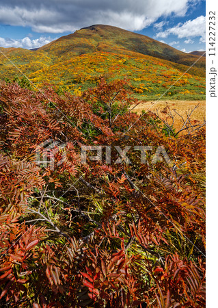 天馬尾根から見る紅葉の栗駒山 114227232