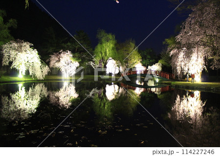 湯沢中央公園・夜桜 湯沢中央公園・夜桜 114227246