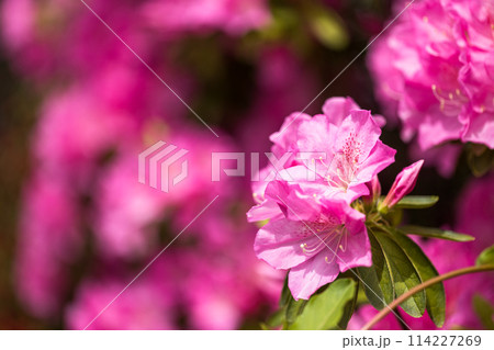 埼玉県新座市総合運動公園　ツツジ 114227269