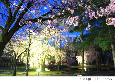 湯沢中央公園・夜桜 湯沢中央公園・夜桜 114227295