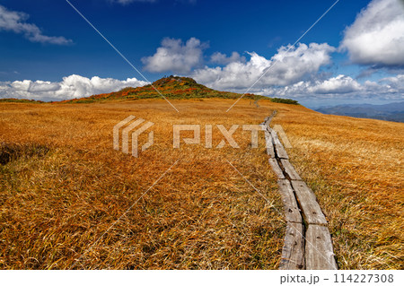 栗駒山・白銀草原の草紅葉 栗駒山・白銀草原の草紅葉 114227308