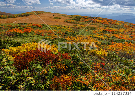 栗駒山・天馬尾根の紅葉 114227334