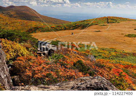 栗駒山・天馬尾根・白銀草原の草紅葉 114227400