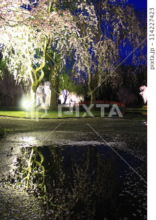 湯沢中央公園・夜桜 114227423
