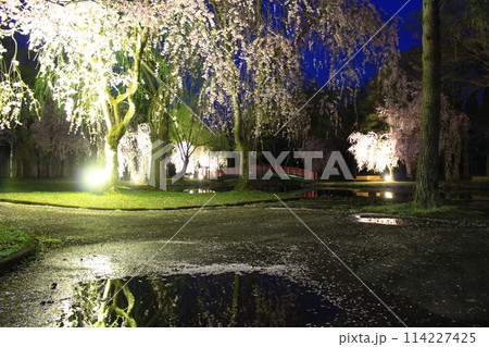 湯沢中央公園・夜桜 湯沢中央公園・夜桜 114227425