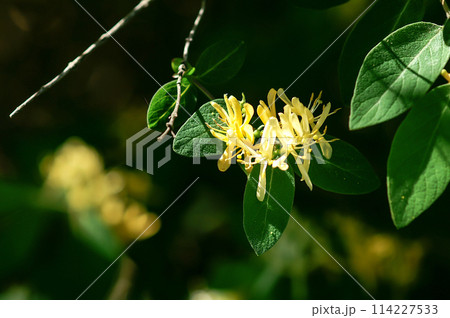 瓢箪木の花 114227533