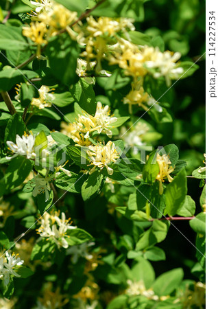 瓢箪木の花 114227534