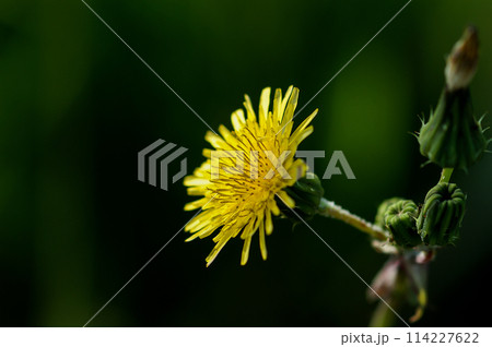 信濃川・やすらぎ堤の野芥子 信濃川・やすらぎ堤の野芥子 114227622