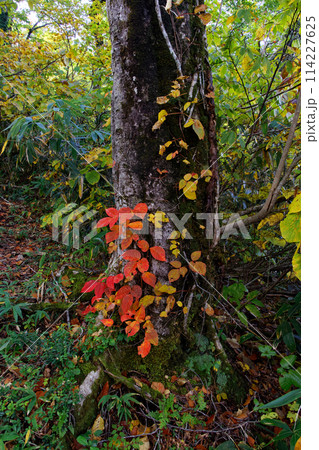 栗駒山・天馬尾根のツタウルシの紅葉 114227625