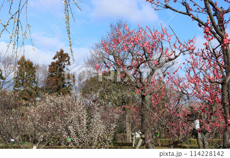 西宮市の甲東梅林 114228142