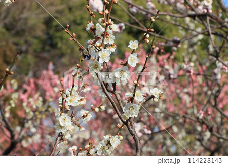 西宮市の甲東梅林で咲く白梅紅梅 114228143