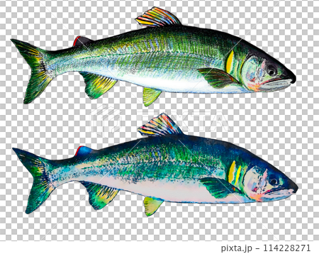 Hand drawn chopsticks 114228271