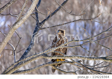 鋭い眼光のオジロワシ 鋭い眼光のオジロワシ 114228364