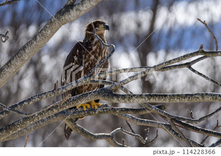 幼鳥でも精悍な顔つきのオジロワシ 114228366