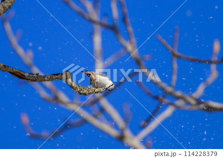 雪なんか気にしないゴジュウカラ 雪なんか気にしないゴジュウカラ 114228379