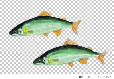 Hand drawn chopsticks 114228407