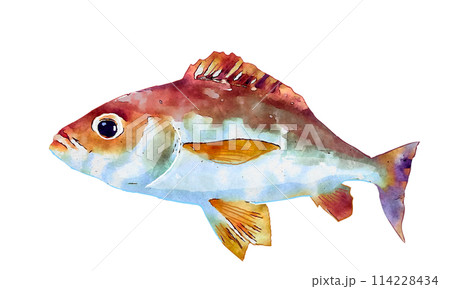 水彩画のイサキ 114228434