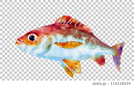 grunt in watercolor 114228434