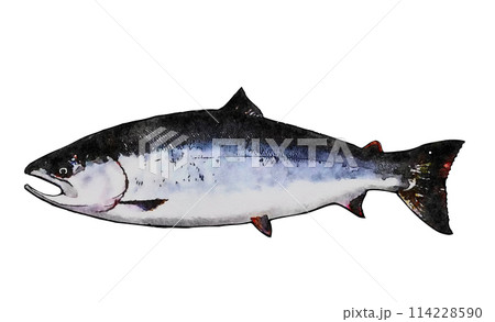 サクラマス 114228590
