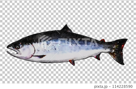 サクラマス 114228590