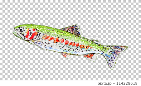 手繪虹鱒魚 114228619