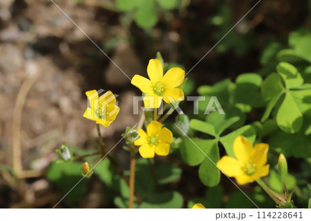 春の野原に咲くカタバミの黄色い花 春の野原に咲くカタバミの黄色い花 114228641