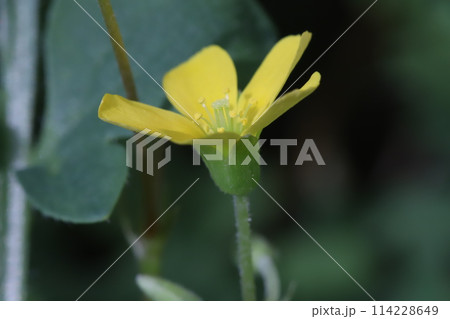 春の野原に咲くカタバミの黄色い花 春の野原に咲くカタバミの黄色い花 114228649