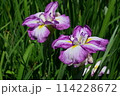 花菖蒲 114228672