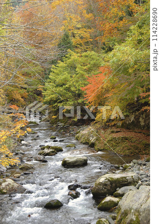 紅葉に染まる渓谷　みなかみ町照葉峡 114228690
