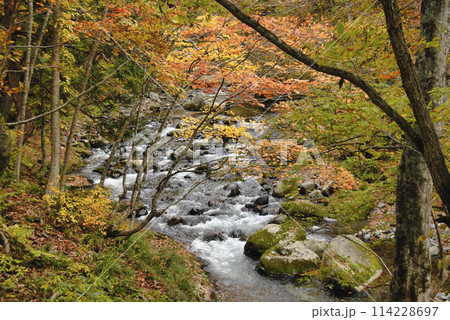 紅葉に染まる渓谷 みなかみ町照葉峡 紅葉に染まる渓谷 みなかみ町照葉峡 114228697