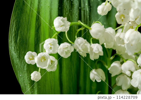 Blooming Lily of the valley flowers Blooming Lily of the valley flowers 114228709