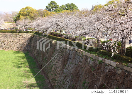 大阪城と桜 114229054