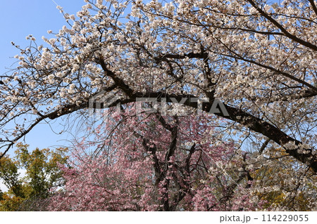 大阪城と桜 大阪城と桜 114229055