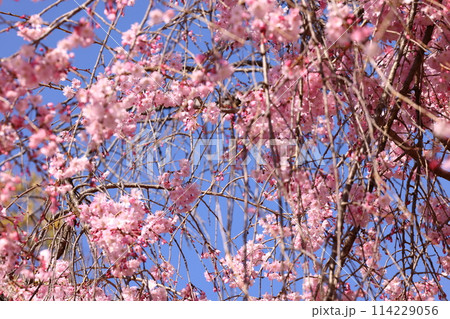 大阪城と桜 大阪城と桜 114229056