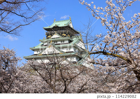 大阪城と桜 大阪城と桜 114229082