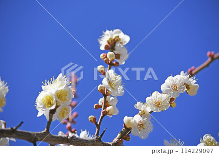 梅の花 114229097