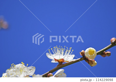 梅の花 梅の花 114229098