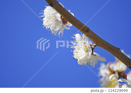 梅の花 梅の花 114229099