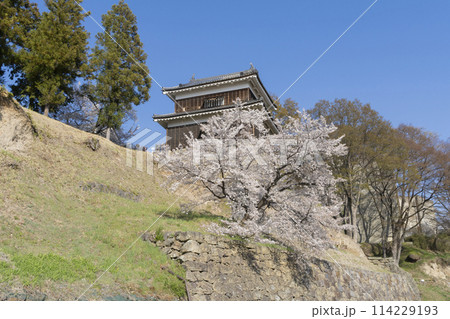 上田城の桜 上田城の桜 114229193
