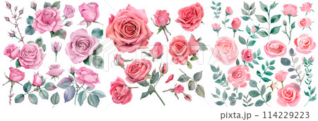 Set of Sweet pink rose flower. Watercolor collection of hand drawn flowers. Botanical plant illustration transparent background. PNG 114229223