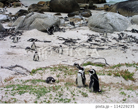 南アフリカ　ケープタウン　ケープ半島　ボウルダーズ・ビーチのケープペンギン 114229235