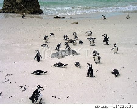 南アフリカ　ケープタウン　ケープ半島　ボウルダーズ・ビーチのケープペンギン 114229239